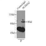 PCDHA2 Antibody - protocadherin alpha 2