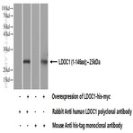 LDOC1 Antibody - leucine zipper, down-regulated in cancer 1