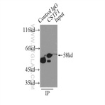CSTF1 Antibody - cleavage stimulation factor, 3' pre-RNA, subunit 1, 50kDa