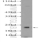 COPS8 Antibody - COP9 constitutive photomorphogenic homolog subunit 8 (Arabidopsis)