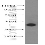PA2G4 Antibody - proliferation-associated 2G4, 38kDa