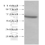GRB10 Antibody - growth factor receptor-bound protein 10