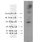 ALKBH1 Antibody - alkB, alkylation repair homolog 1 (E. coli)