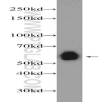 RCOR2 Antibody - REST corepressor 2