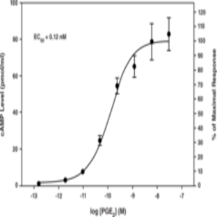 EP4 Receptor (rat) STEP Plate Assay Kit (cAMP method)