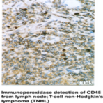 CD45 Monoclonal Antibody (Clone BRA-55)