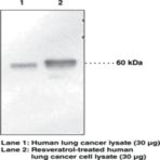 p53 Monoclonal Antibody (Clone BP53-12)