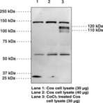 HIF-1(alpha) (C-Term) Polyclonal Antibody