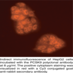 PCSK9 (mouse) Polyclonal Antibody
