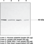 p38 MAPK Monoclonal Antibody (Clone 9F12)