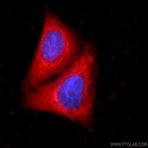 SMC4 Antibody - structural maintenance of chromosomes 4