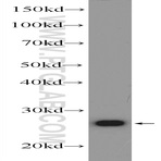 Chchd3-antibody-25625-1-ap-wb-21525
