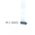 anti-HIV-1 Integrase (N-Term) antibody