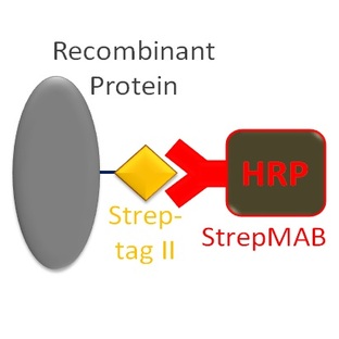 StrepMAB-Classic, HRP conjugate