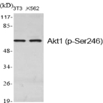 Akt1 (phospho Ser246) Polyclonal Antibody