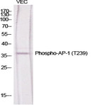 AP-1 (phospho Thr239) Polyclonal Antibody