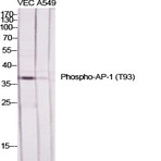 AP-1 (phospho Thr93) Polyclonal Antibody