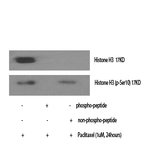 Histone H3 (phospho Ser10) Polyclonal Antibody