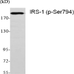 IRS-1 (phospho Ser794) Polyclonal Antibody