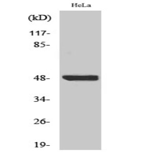 I?B-? (phospho Ser23) Polyclonal Antibody