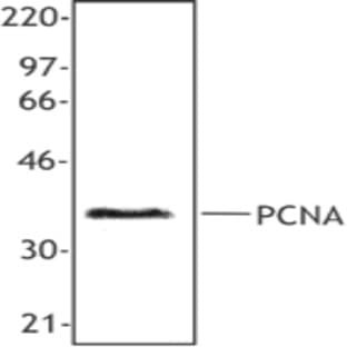 Purified anti-human/mouse/rat PCNA avatar