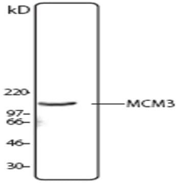 Purified anti-MCM3 avatar
