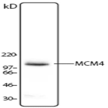 Purified anti-MCM4 avatar