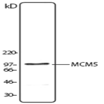 Purified anti-MCM5 avatar