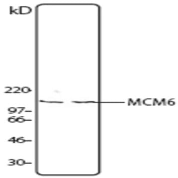 Purified anti-MCM6 avatar