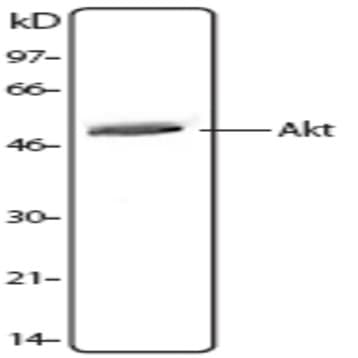 Purified anti-Akt avatar