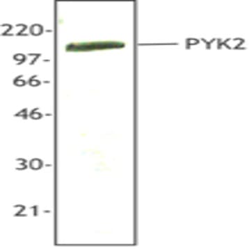 Purified anti-PYK2 avatar
