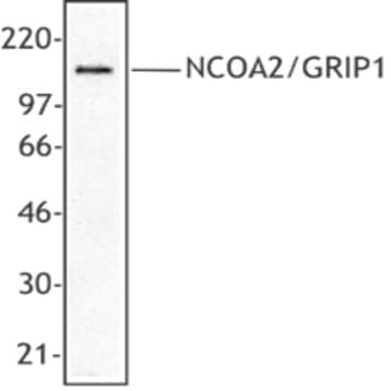 Purified anti-NCOA2/GRIP1 avatar