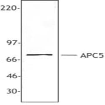 Purified anti-APC5