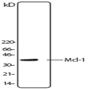 Purified anti-Mcl-1 avatar