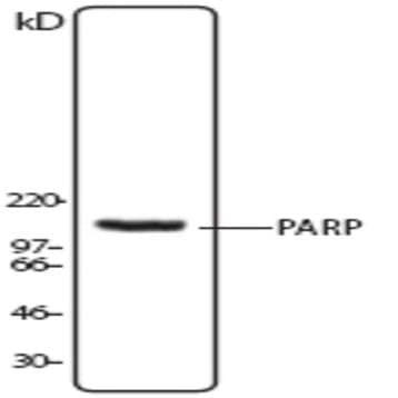 Purified anti-PARP avatar