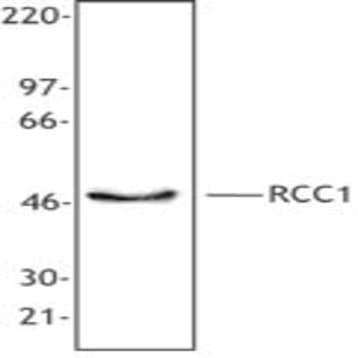 Purified anti-RCC1 avatar