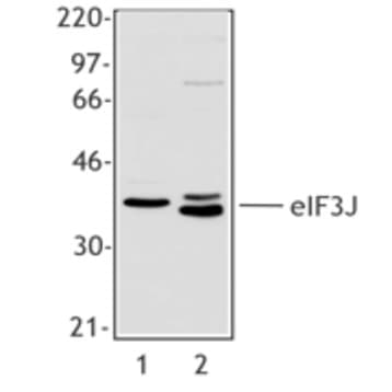 Purified anti-eIF3J avatar