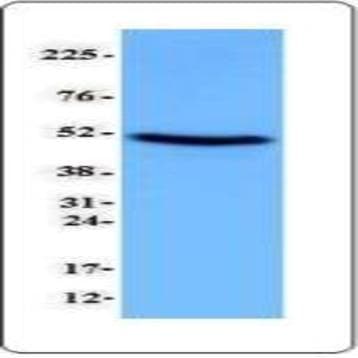 Purified anti-p53 avatar