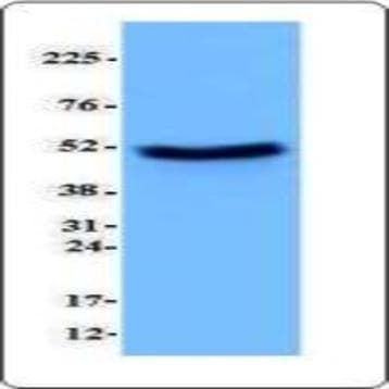 Purified anti-p53 avatar