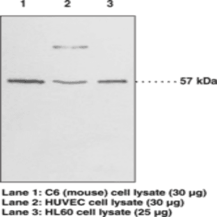 GPR17 (C-Term) Polyclonal Antibody avatar