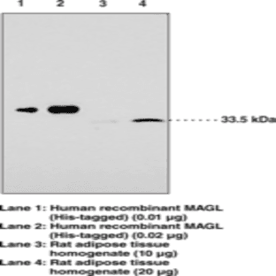 Monoacylglycerol Lipase (FL) Polyclonal Antibody avatar