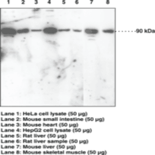 Nrf2 (C-Term) Polyclonal Antibody
