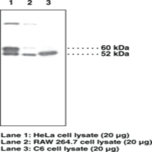 Programmed Cell Death Protein 4 (C-Term) Polyclonal Antibody avatar