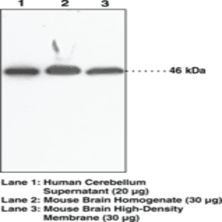 NAPE-PLD Polyclonal Antibody (aa 159-172) avatar