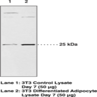 AdPLA2 Polyclonal Antibody avatar
