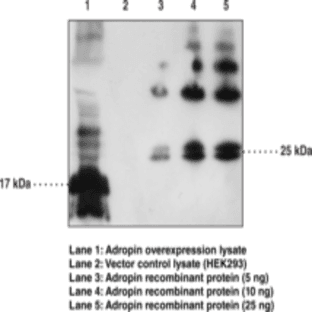 Adropin Polyclonal Antibody avatar