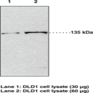JMJD2A Polyclonal Antibody avatar