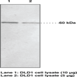 JMJD2D Polyclonal Antibody avatar