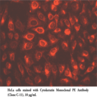 Cytokeratin Monoclonal PE Antibody (Clone C-11) avatar