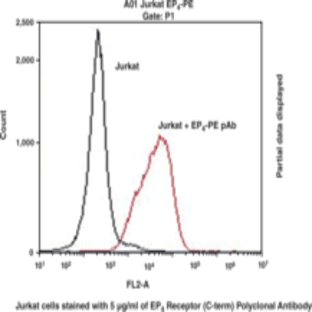 EP4 Receptor (C-Term) Polyclonal PE Antibody avatar